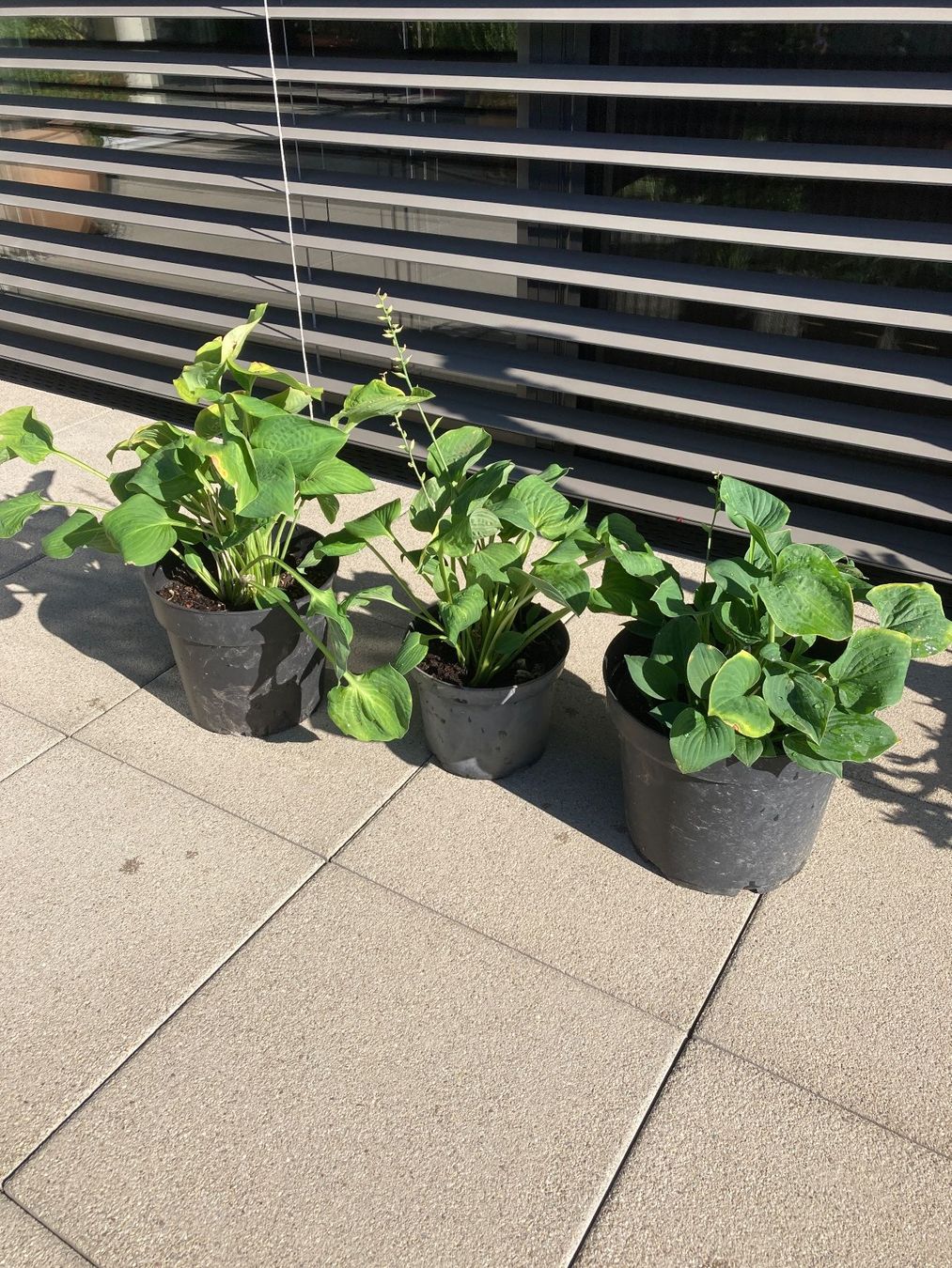 Piante & sementi: Hosta – Nuovo (secondo la descrizione) da Zollikofen venduto da gamel01 2