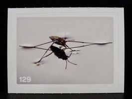 MIGROS MANIA Nature Detectives Nr. 129