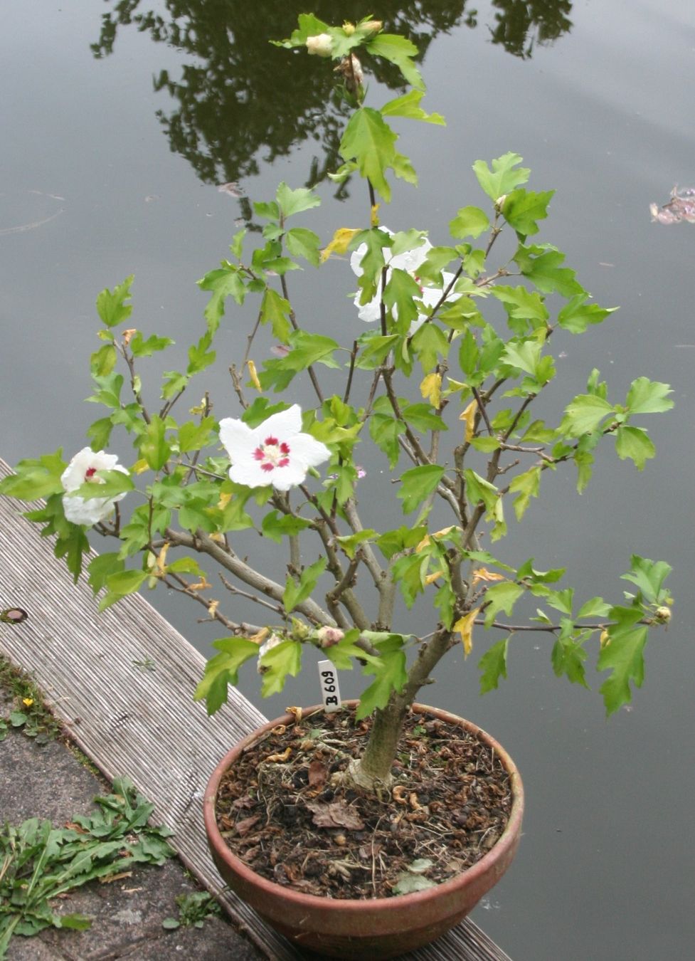 Plantes & graines: BONSAI  -  Hibiskus (Eibisch) – D'occasion à Gretzenbach par Sikim 2