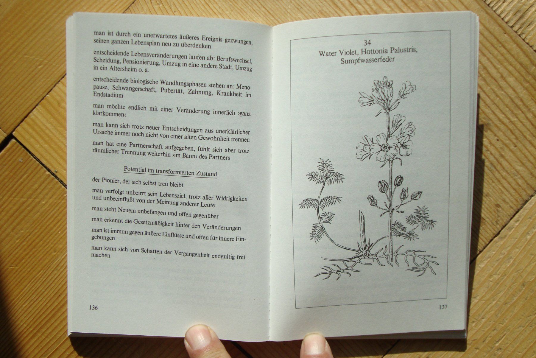 Bücher: BACH-BLÜTEN-THERAPIE - Selbsthilfe - Mechthild Scheffer – Gebraucht aus Bern von carola31 3