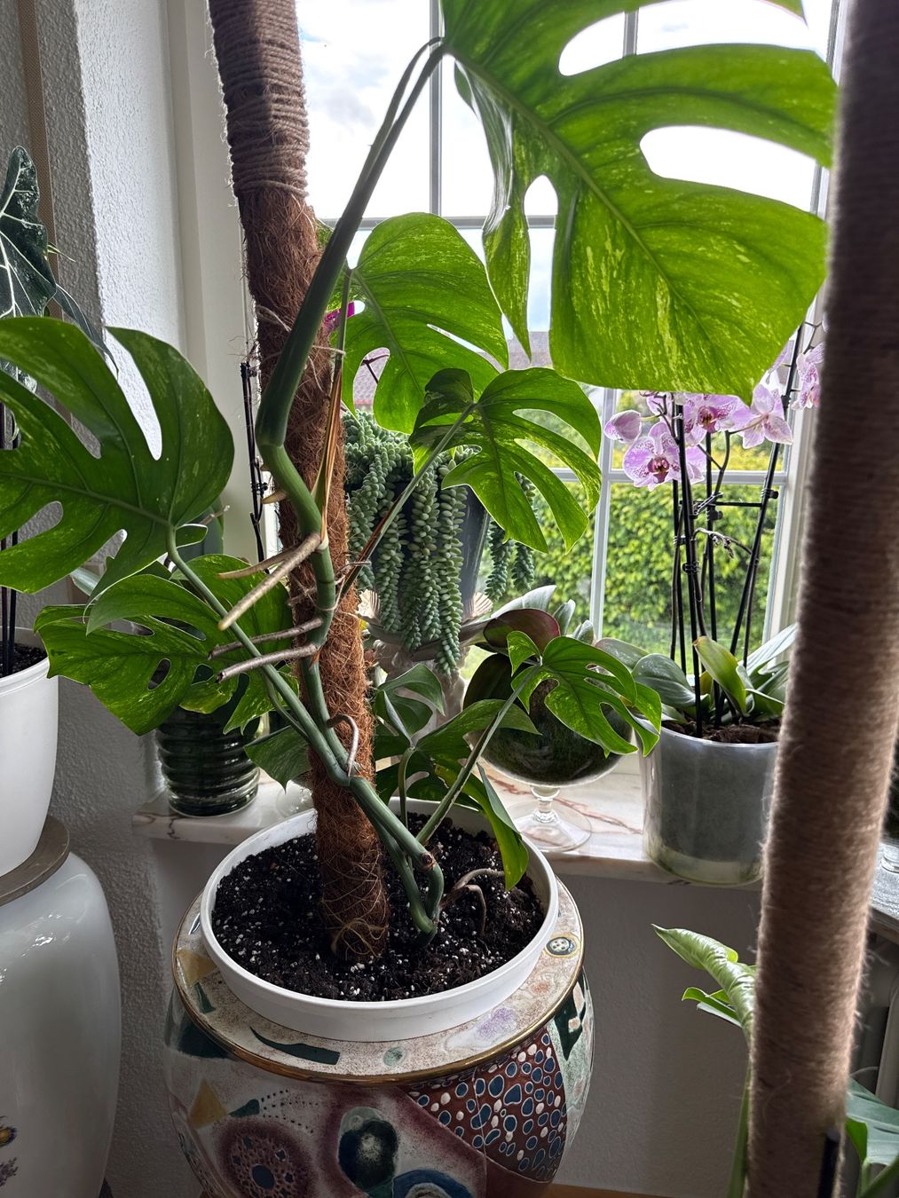 Piante & sementi: Monstera Pflanze – Usato da Zug venduto da sir_pk 1