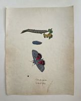 Schmetterling Buch lose Orig. Aquarell/Gouache 19.h  32x24cm