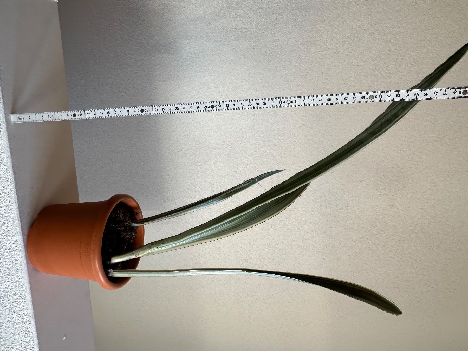 Pflanzen & Samen: Sansevieria trifasciata "metallica" – Gebraucht aus Zürich von ong8 3