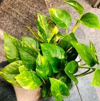 30 cm ↕️ EPIPREUNUM AUREUM “Pothos”