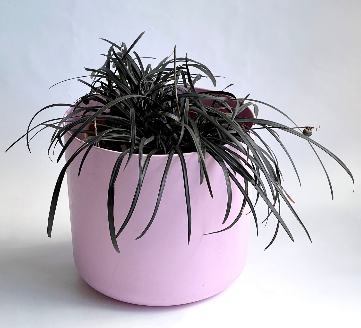 Plantes & graines: Ophiopogon planiscapus – Schlangenbart***** – Neuf (Voir description) à Dübendorf par Orchid18 1