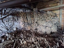 Brennholz Astwerk trocken gebündelt Reiswelle