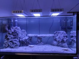 Riffaquarium, komplett und betriebsbereit