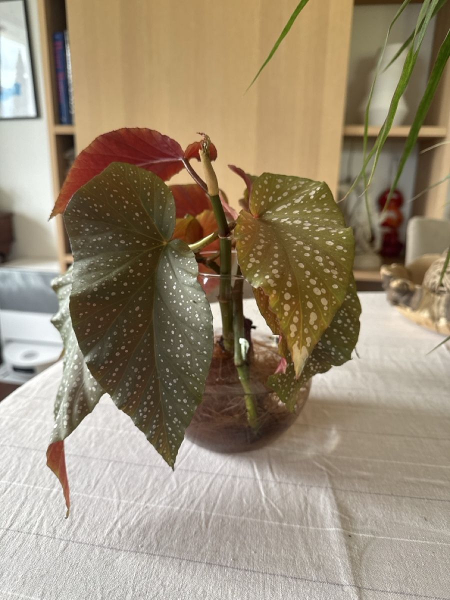 Piante & sementi: 4 Angel Wing Begonia Stecklinge – Usato da Kerns venduto da hildek 1