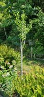 Hibiskusbaum  lila blühend Grösse ca. 2,20m guter Zustand