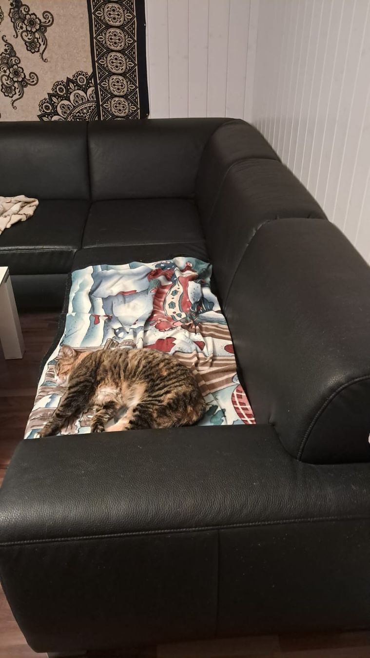 Divani: Grosses Schwarzes Ecksofa mit Katzenspuren. – Usato da Wiesenberg venduto da Naragarth 4