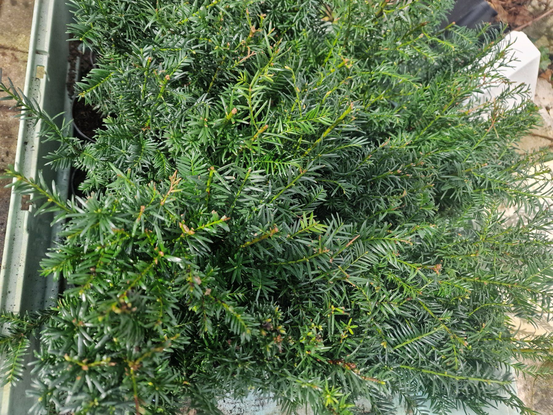 Pflanzen & Samen: Eibe Taxus baccata – Neu (gemäss Beschreibung) aus Uerkheim von Justi.y 4