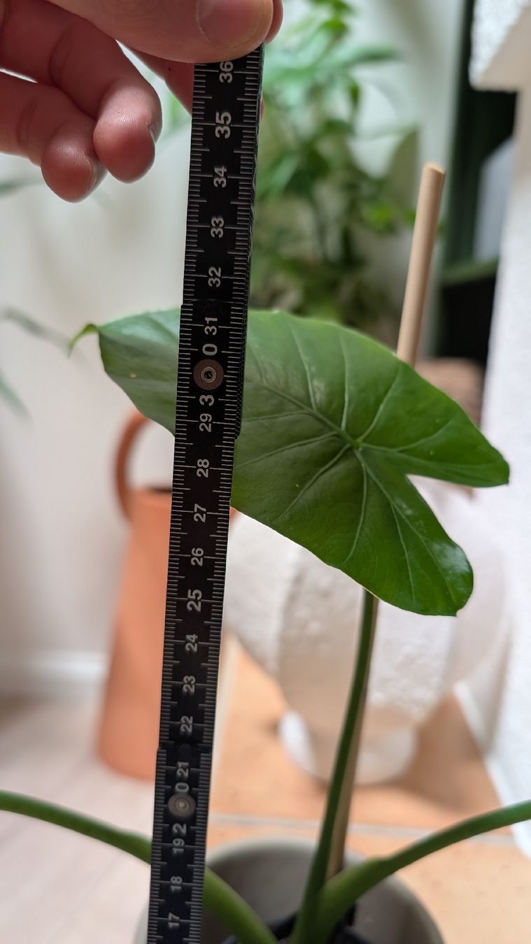 Piante & sementi: Pianta Alocasia elephant ears 30cm – Nuovo (secondo la descrizione) da Monnaz venduto da dan_9287 4