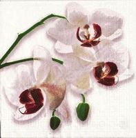 2 Servietten   Orchidee