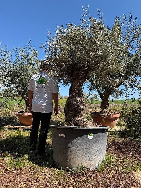 Piante & sementi: Olivenbaum "Olea Europea 6 – Usato da Zuckenriet venduto da Thur_Plant 3