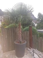 Tessinerpalme ohne Topf