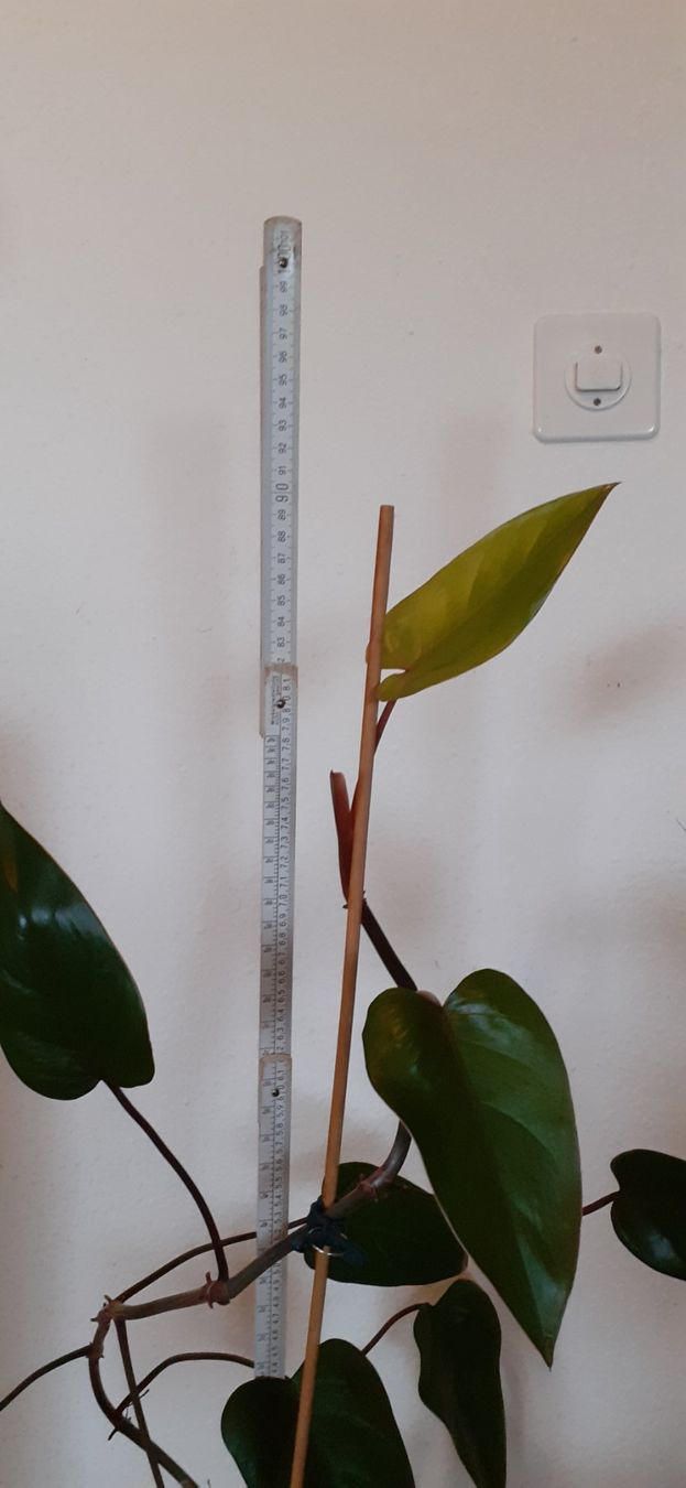 Plantes & graines: Junge Red Amerald Philodendron-Pflanze im Wasserglas – Neuf (Voir description) à Kilchberg ZH par hobbysale01 2