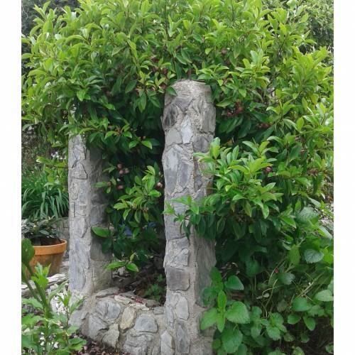 Piante & sementi: Arbre Banane  20cm  RARE – Nuovo (secondo la descrizione) da Bremblens venduto da FIBONACCI369 3