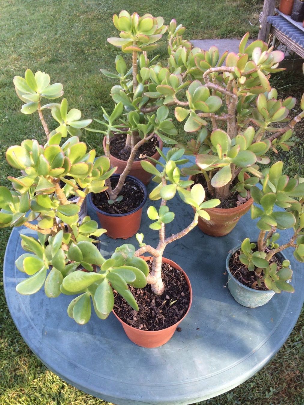 Pflanzen & Samen: Crassula ovata – Neu (gemäss Beschreibung) aus Vinelz von Wellensittich55 1
