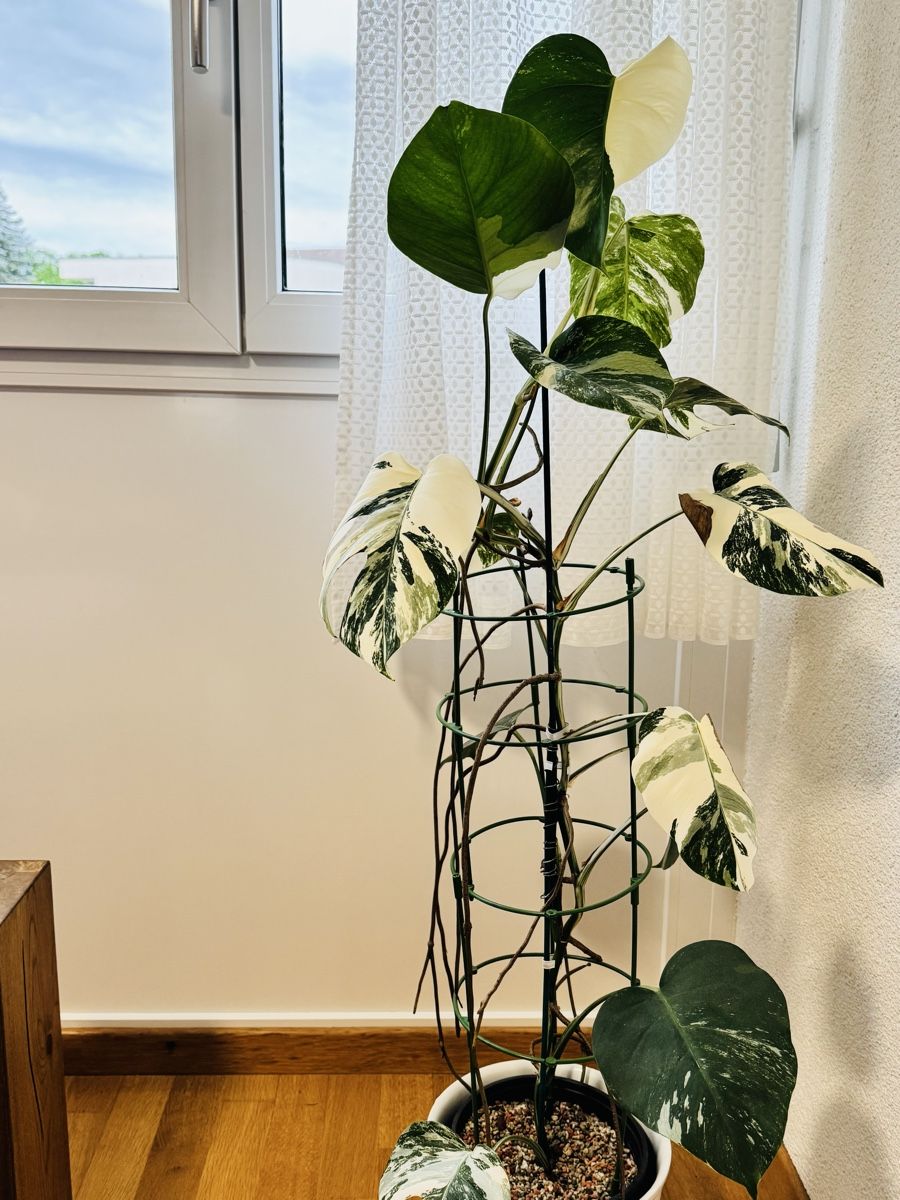 Piante & sementi: Monstera variegata – Usato da Worblaufen venduto da mar_tfk8 4