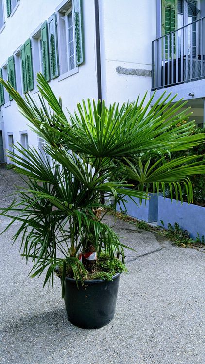 Tessinerpalme Hanf Palme Schweizer Zucht 1.9m 30cm Stamm Kaufen auf