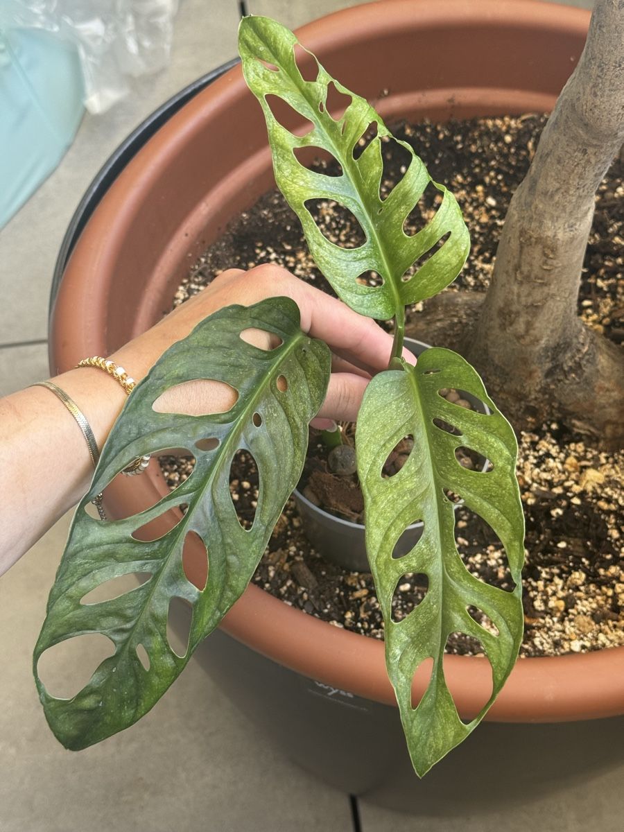 Pflanzen & Samen: Monstera adansonii mint – Gebraucht aus Bachenbülach von csp_6rns