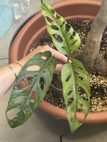 Monstera adansonii mint