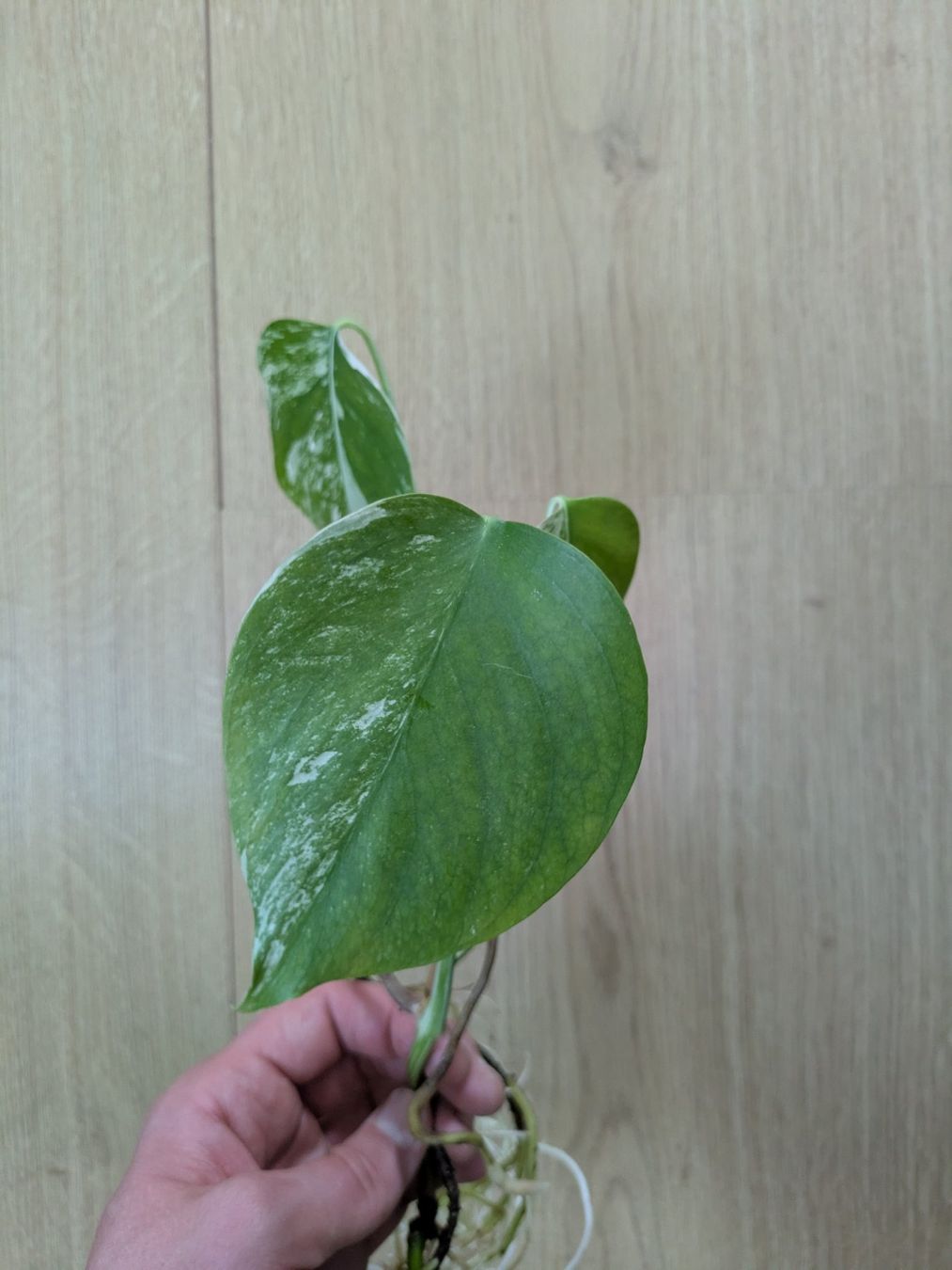 Piante & sementi: Schöne Monstera Variegata Steckling - Rare – Usato da Winkel venduto da Kade50 2
