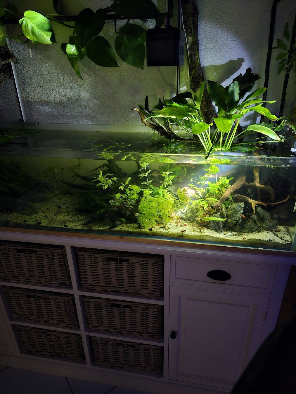 Aquarium: Aquascaping Shallow Poolaquarium – Gebraucht aus Obergerlafingen von Deluxepoint 4