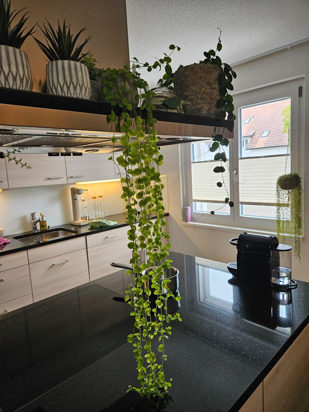 Piante & sementi: Sukkulente Peperomia prostrata 'String Turtle', sweet Topf – Nuovo (secondo la descrizione) da Niederbipp venduto da FeenWERK 1