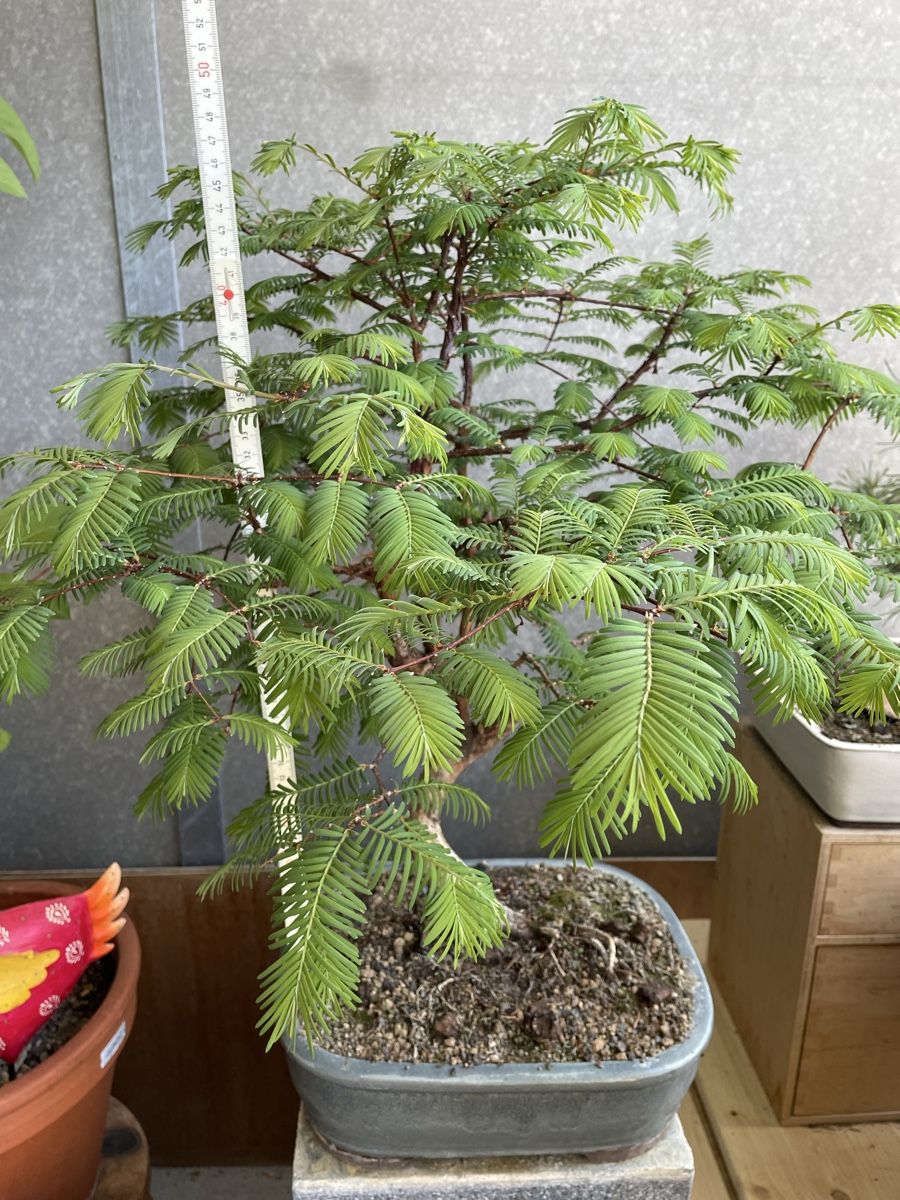 Piante & sementi: Urweltmammutbaum Bonsai – Usato da Thun venduto da Pesche555 1