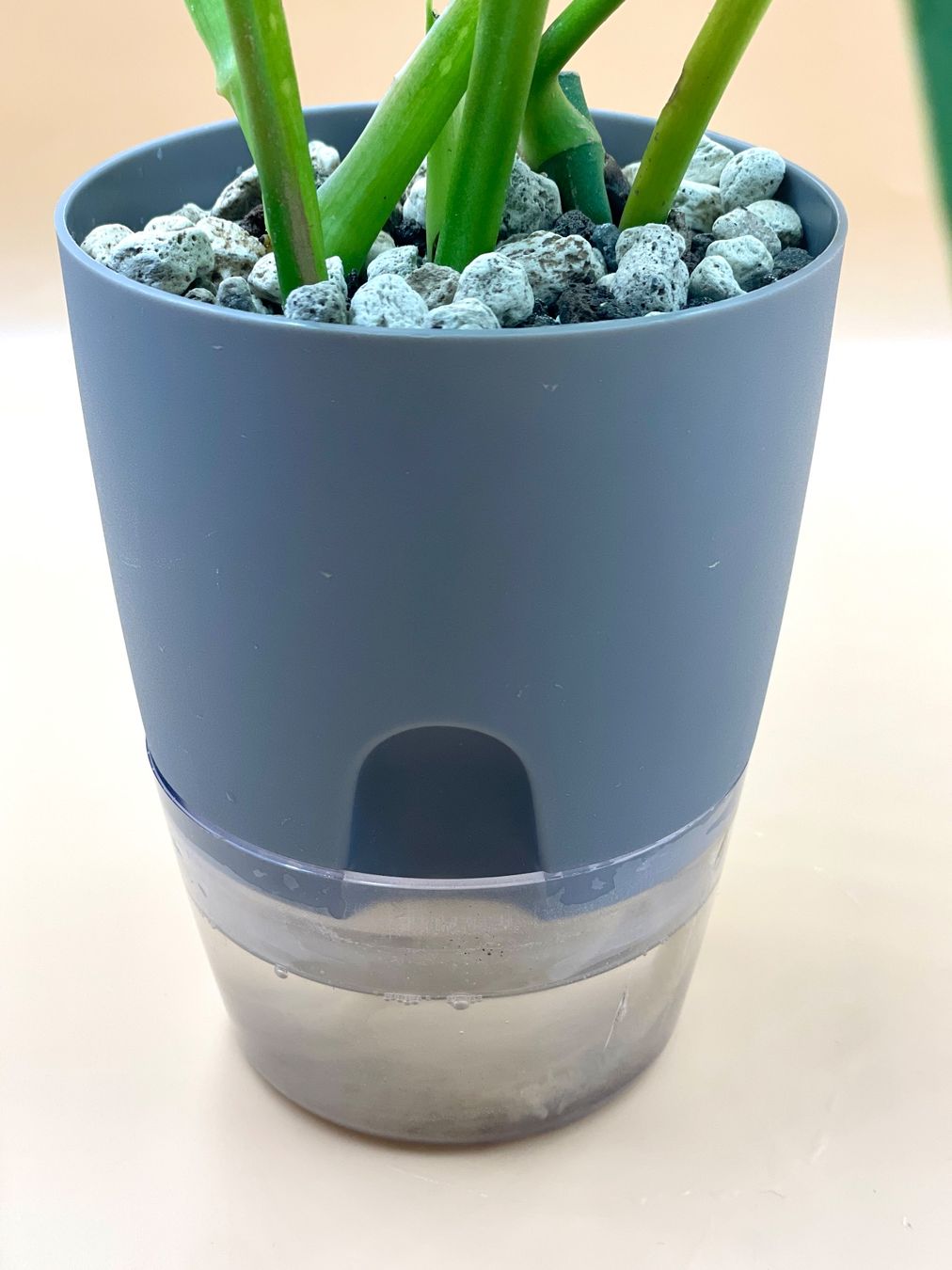 Piante & sementi: Monstera Monkey Leaf im Selbstbewässerungstopf – Nuovo (secondo la descrizione) da Zürich venduto da Leafscape 2
