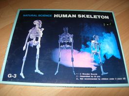 Holzbausatz Human  Menschliches  Skelett Modell G-3