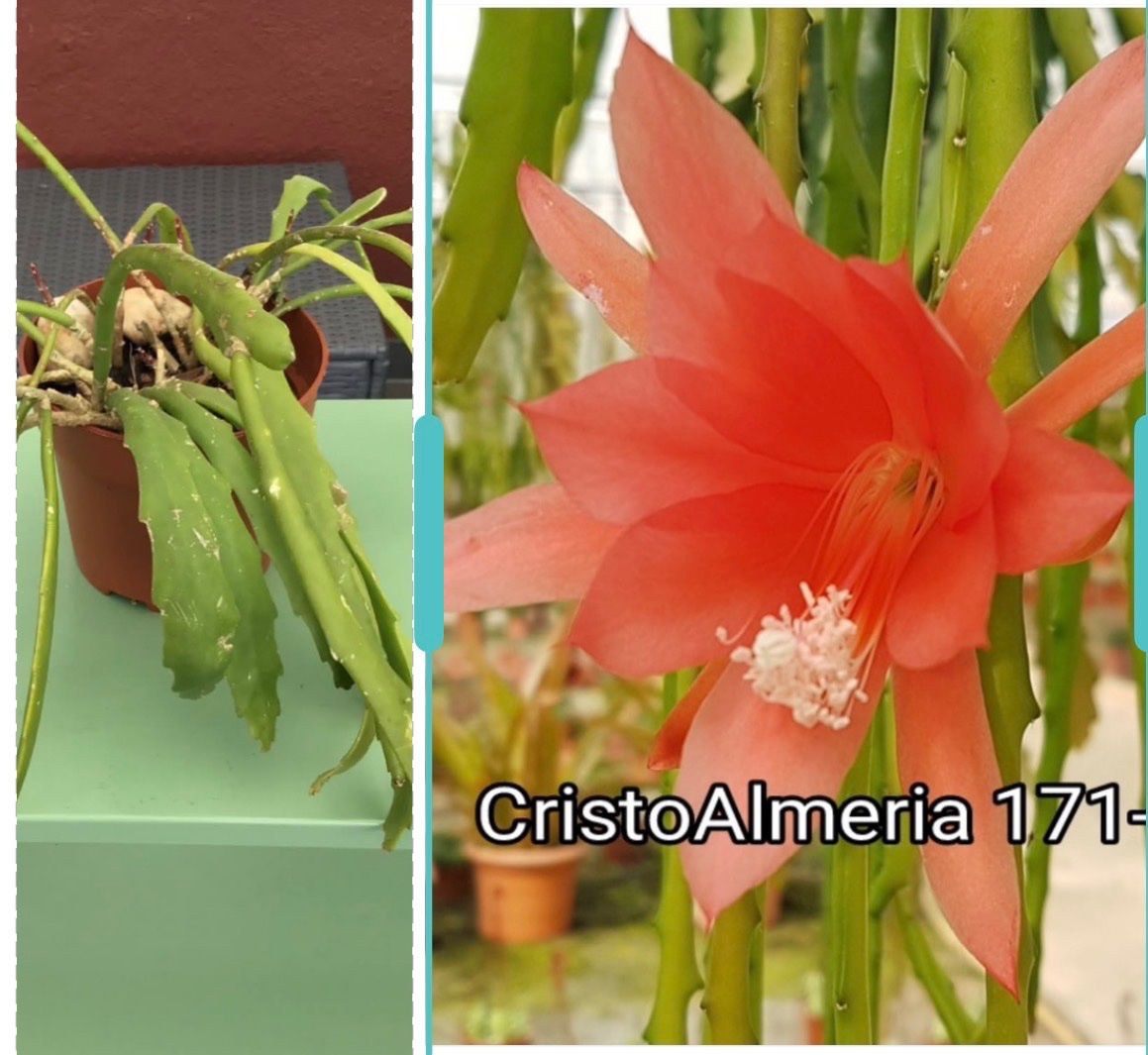 Piante & sementi: Epiphyllum Blattkaktus Epicactus – Usato da Stallikon venduto da k2d_lcg9