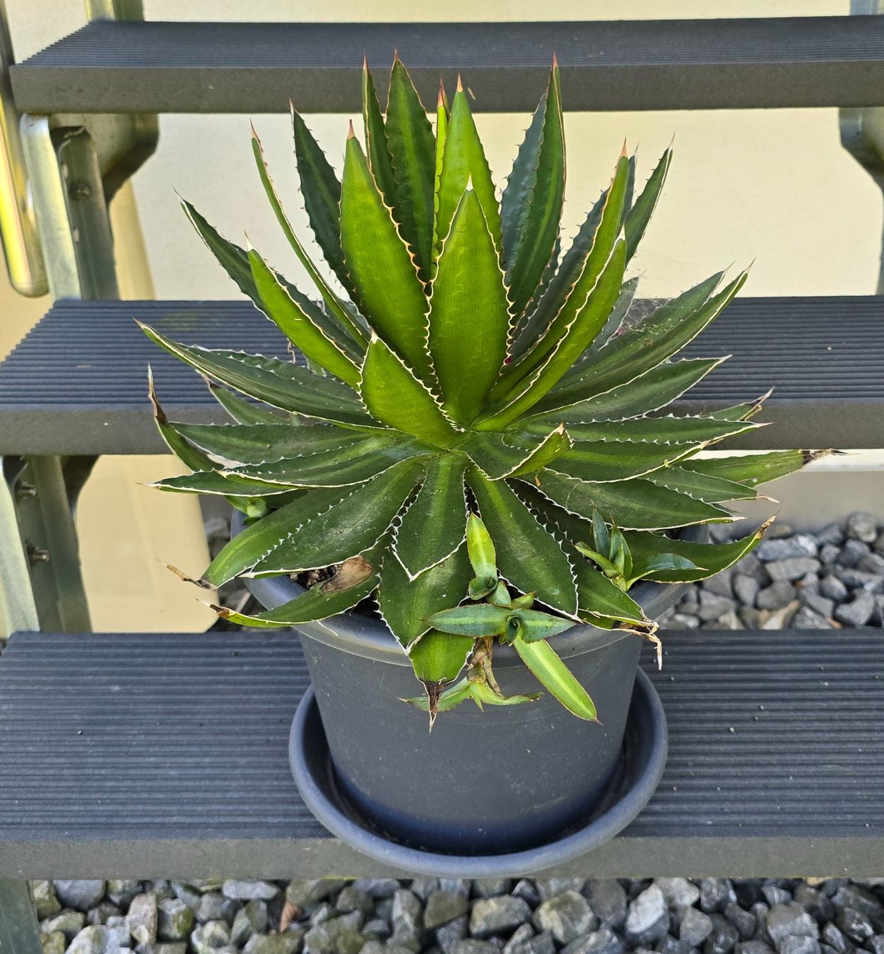Piante & sementi: Schöne wuchtige Agave – Nuovo (secondo la descrizione) da Aarburg venduto da popkorn65 1