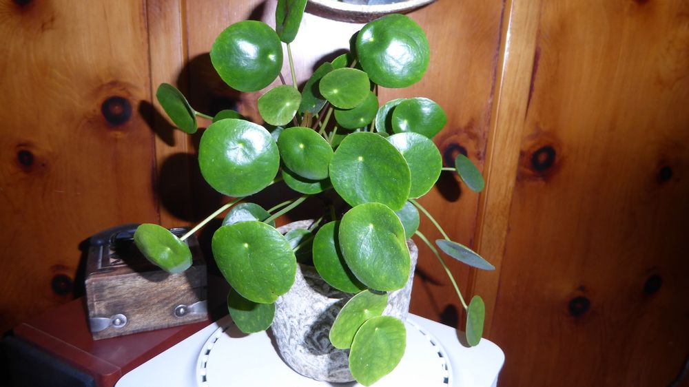 Pflanze Glückstaler Pilea ohne Topf Kaufen auf Ricardo