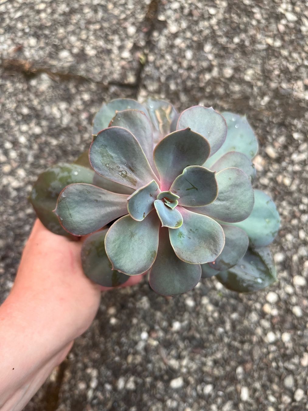 Piante & sementi: Lot 5 plantes succulentes cactus – Usato da Porrentruy venduto da Madamebovary 3