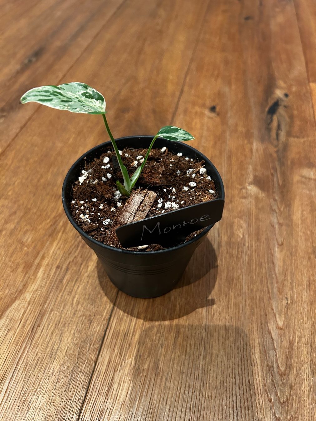 Piante & sementi: Monstera Bulbasur Zimmerpflanze – Usato da Wattwil venduto da Mikesplantshop 3