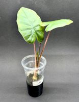 🌿 Alocasia ‘Yucatan Princess’ - Jungpflanze #3