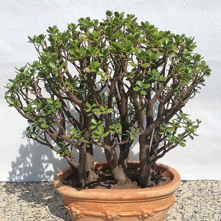 Pflanzen & Samen: Crassula Ovata gross, 27 Jahre alt – Gebraucht aus Concise von phi317 4