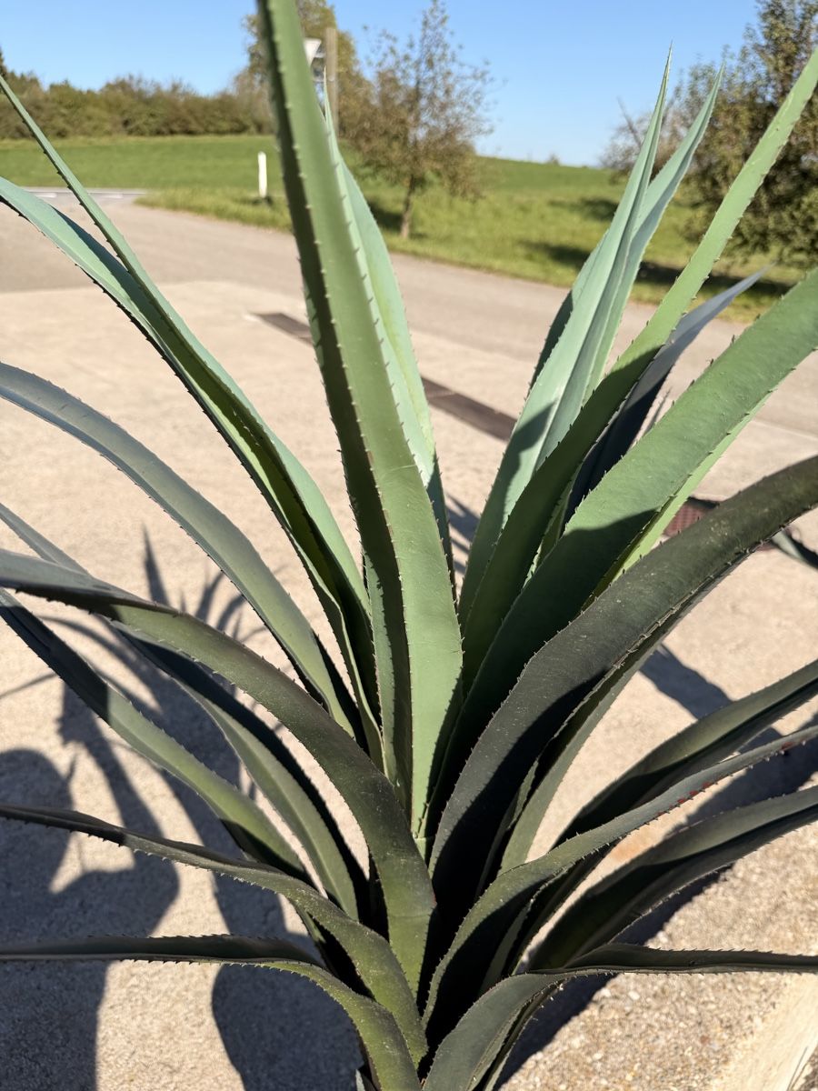 Piante & sementi: Agave Kunstpflanze im Topf  – Usato da Eschenbach LU venduto da Syrah3 1