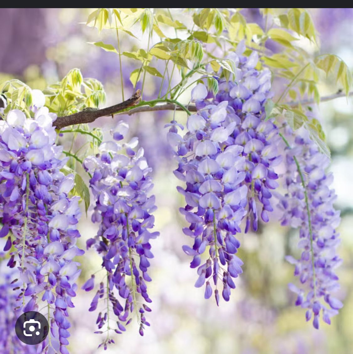 Piante & sementi: Japanische Wisteria  – Usato da Urtenen- Schönbühl venduto da windowshopper 3