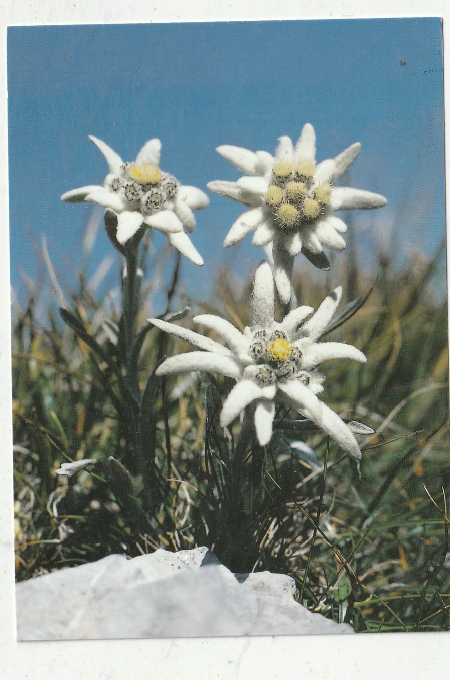 Cartoline postali: 10 Schöne Blumenkarten – Usato da Lumbrein venduto da made02 5