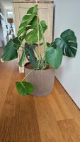 Monstera Pflanze (inkl. Übertopf)