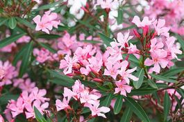 Vente Laurier Rose