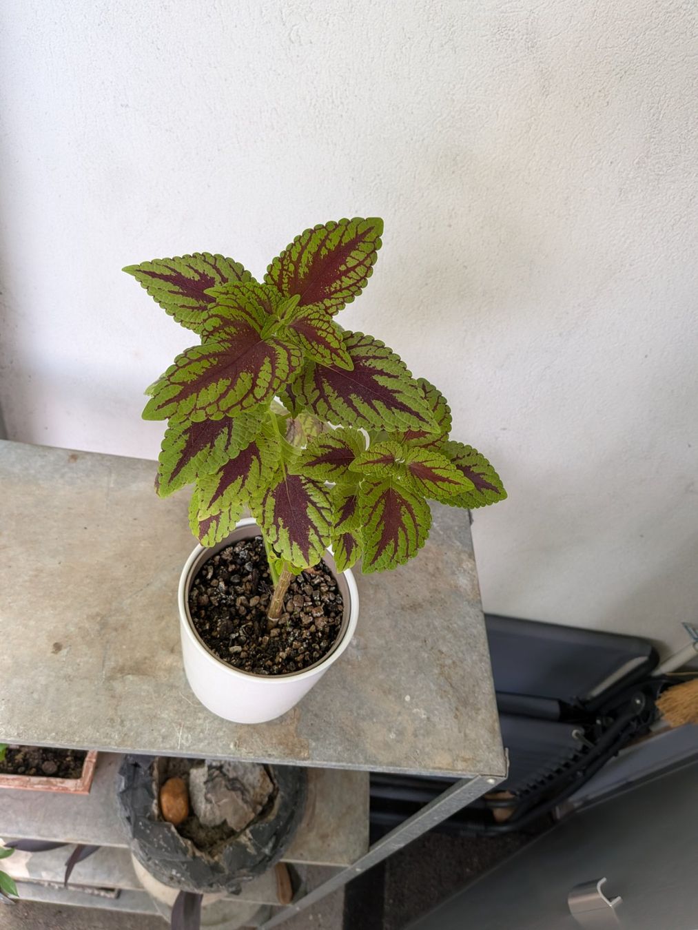 Plantes & graines: Buntnessel – D'occasion à Bern par Hydrom 1