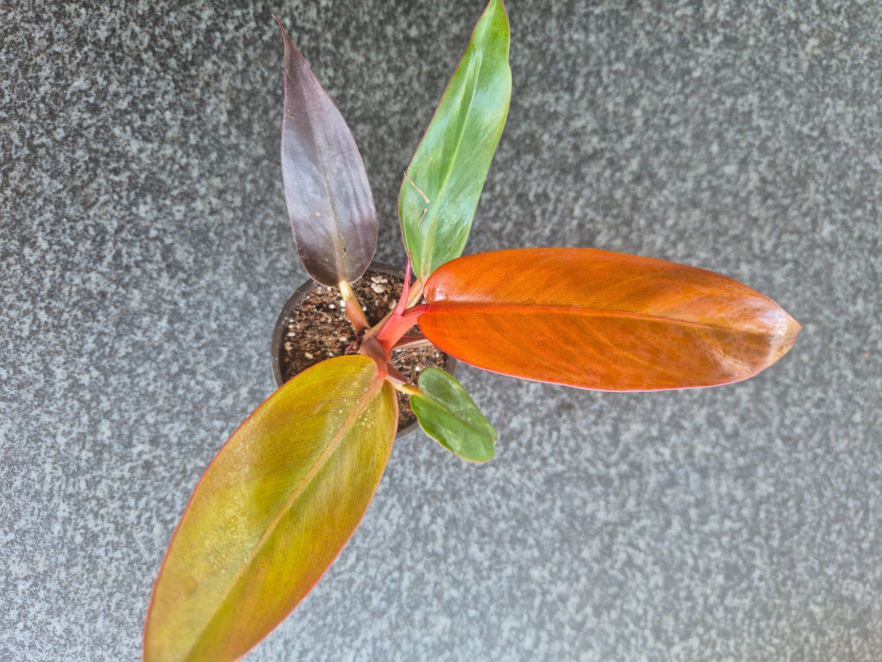 Piante & sementi: Philodendron Red Sun – Usato da Urtenen-Schönbühl venduto da Pflanzenherberge
