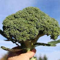 Broccoli Grün / 10 Samen