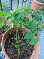 Moringa oleifera Baum - Exklusive in der Schweiz