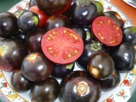 Piante & sementi: 100 Samen Tomate AMERICAN BLUE – Nuovo (secondo la descrizione) da Ehrendingen venduto da VerveinaSamen 3