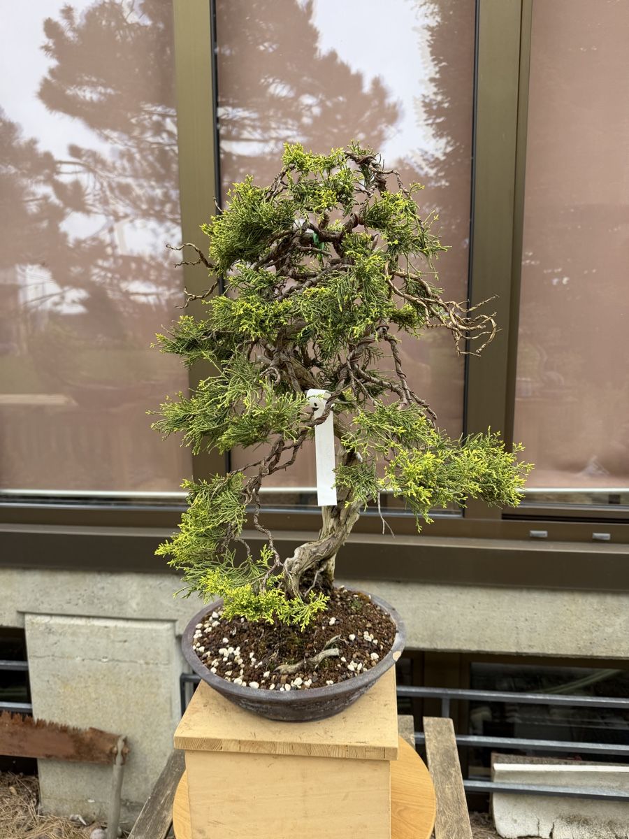 Piante & sementi: Juniperus Sabina /Sabina-Wacholder – Nuovo (secondo la descrizione) da Suhr venduto da BonsaiGutzi 6